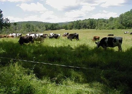egremont_cows_in_pasture.jpg