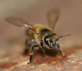 cellphonebee.jpg