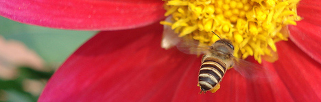 bees_organic.jpg