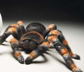 Radio-ohjattava lintuhämähäkki