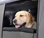 dog-travel-pillow.jpg