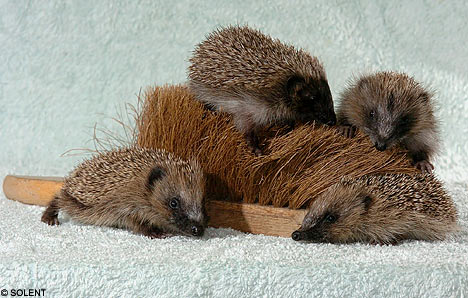 hedgehogsolent2708_468×298.jpg
