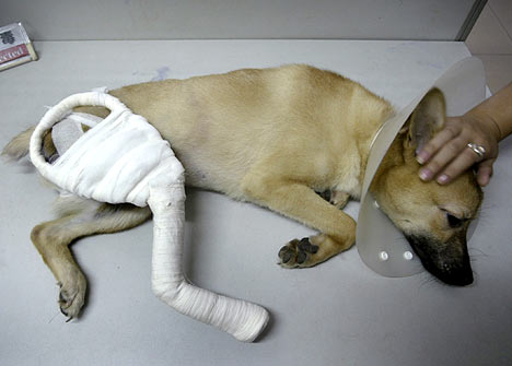 doglegr00809_468×335.jpg
