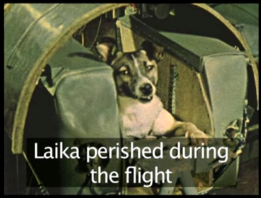 laika.jpg
