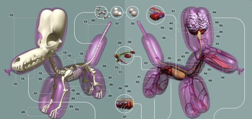 balloondoganatomy.jpg