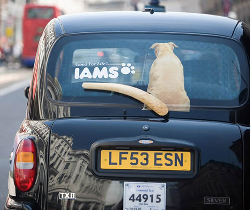iams-ad-taxi-wagging-tail.jpg