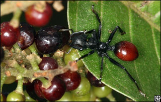 Loiseläin, joka muuttaa muurahaisen marjan näköiseksi houkutellakseen lintuja