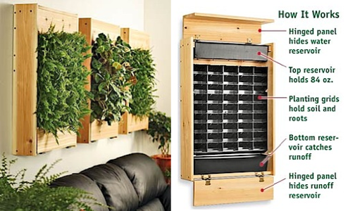 Plant Wall: kasvata viherkasvisi seinällä