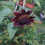 img_0088 img_0088