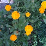 img_0089 img_0089