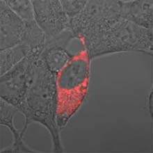 glucose_x2201 glucose_x2201