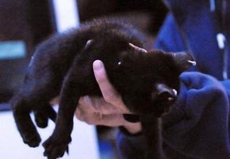 Nainen teki lävistyksiä kissalle, sai syytteen Nainen teki lävistyksiä kissalle, sai syytteen