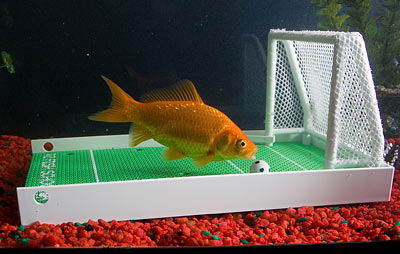 acda_R2_fish_training_school