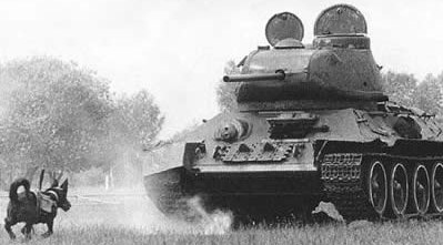 Anti-tank dog