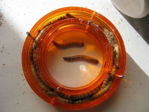 Wear_Your_Favourite_Worm_Everywhere_1