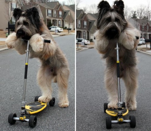 Norman-skating-dog2-550x478