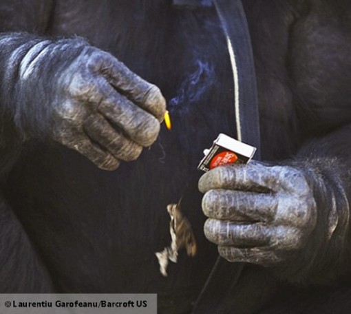 simpanssi tekee tulen