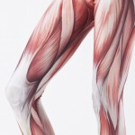 musclelegs-detail-Edit