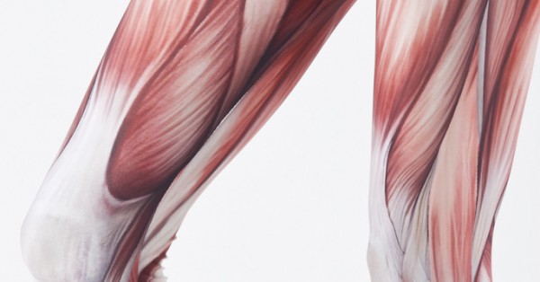 musclelegs-detail-Edit musclelegs-detail-Edit