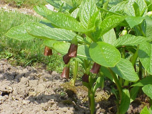 Skopolamiini