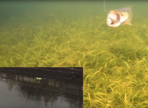 hauki uistelu rc-veneellä