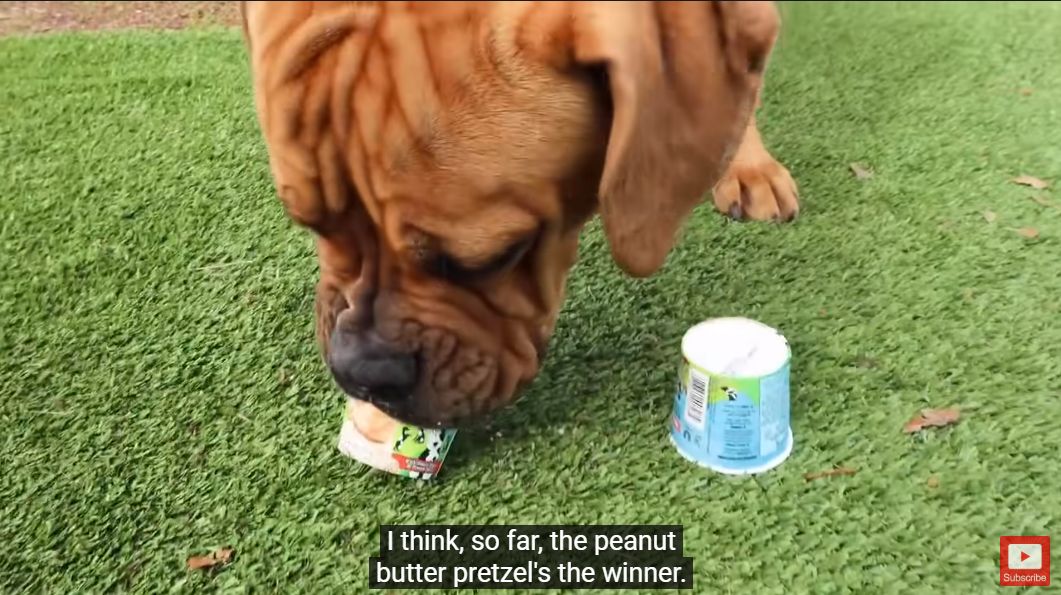 Koira syö jäätelöä